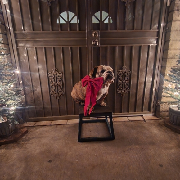 Meet your Posher, Alfredo - Picture 6 of 8